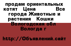 продам ориентальных котят › Цена ­ 5 000 - Все города Животные и растения » Кошки   . Вологодская обл.,Вологда г.